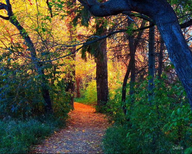 Riverdale path autumn ch IMG_6144