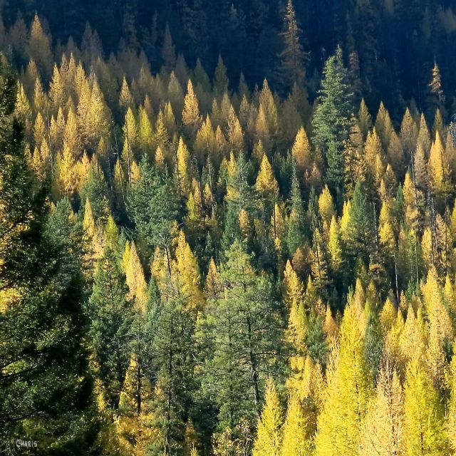 tamarack ch IMG_7757