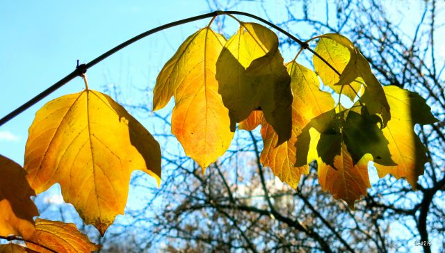 last branch autumn ch IMG_8642