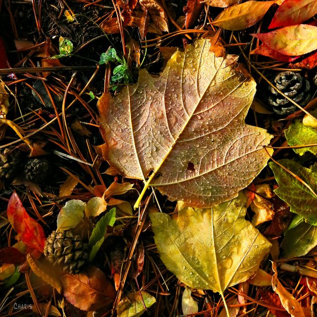 leaves ground IMG_8545