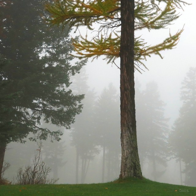 fog Whitefish larch ch  2 IMG_8176
