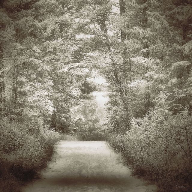sepia snow forest path bw ch IMG_9195