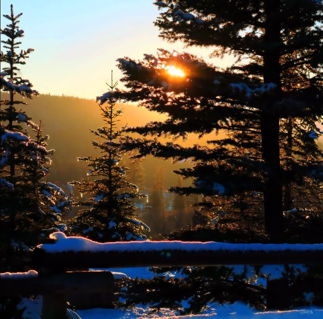 sunset trees snow icicles IMG_9379 ch