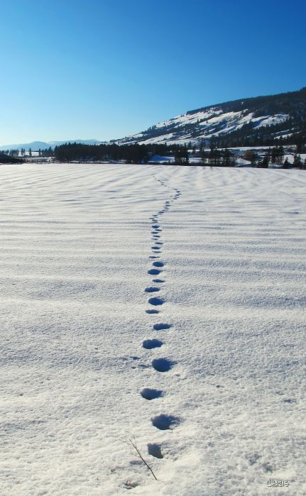 snow tracks winter field ch IMG_0558