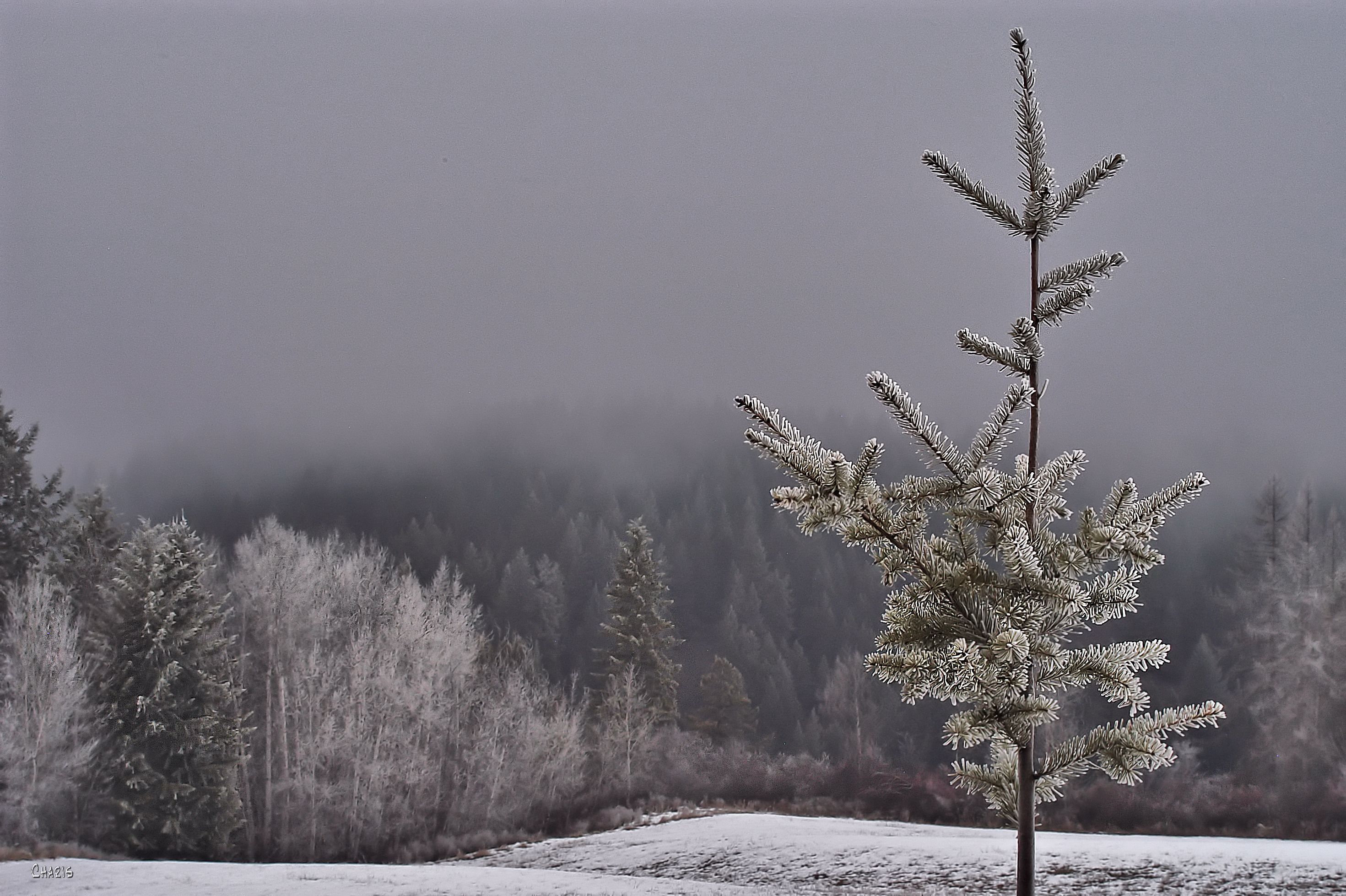 frosty sapling creston forest DSC_0251