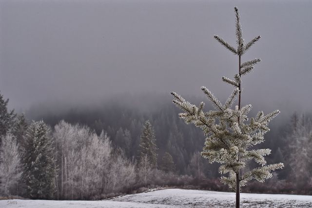frosty sapling creston forest DSC_0251