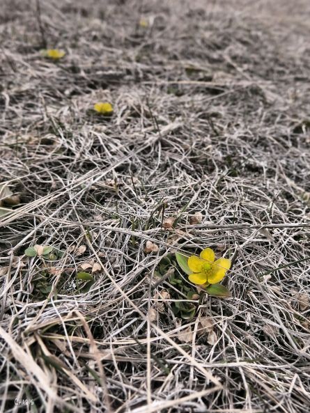 butter cups dead grass IMG_0737