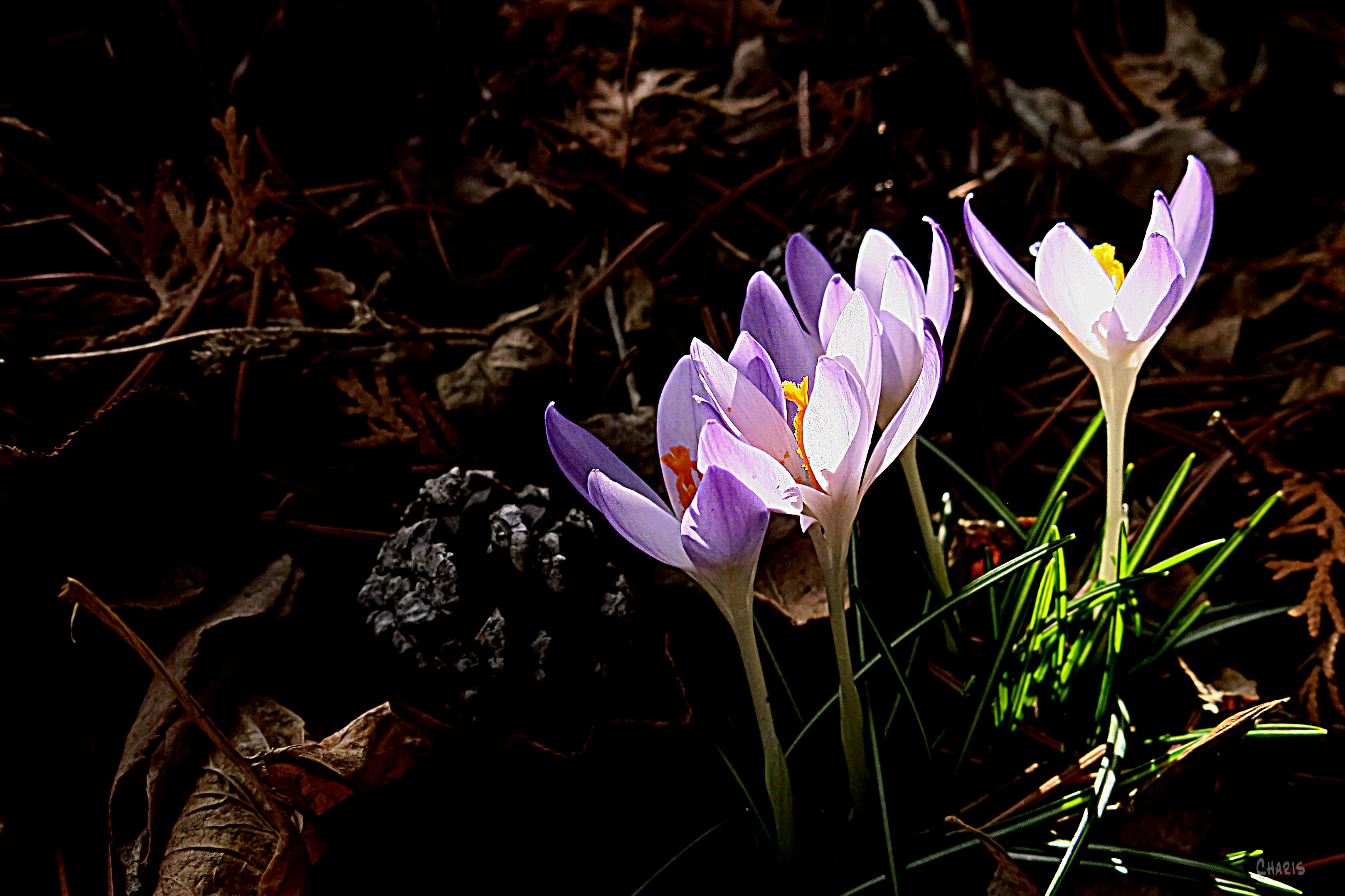 crocus garden ch horizontal IMG_0715