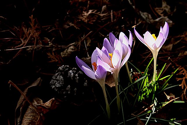 crocus garden ch horizontal IMG_0715
