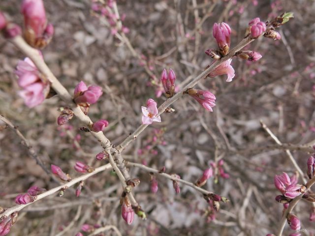 pink blossoms march IMG_0783