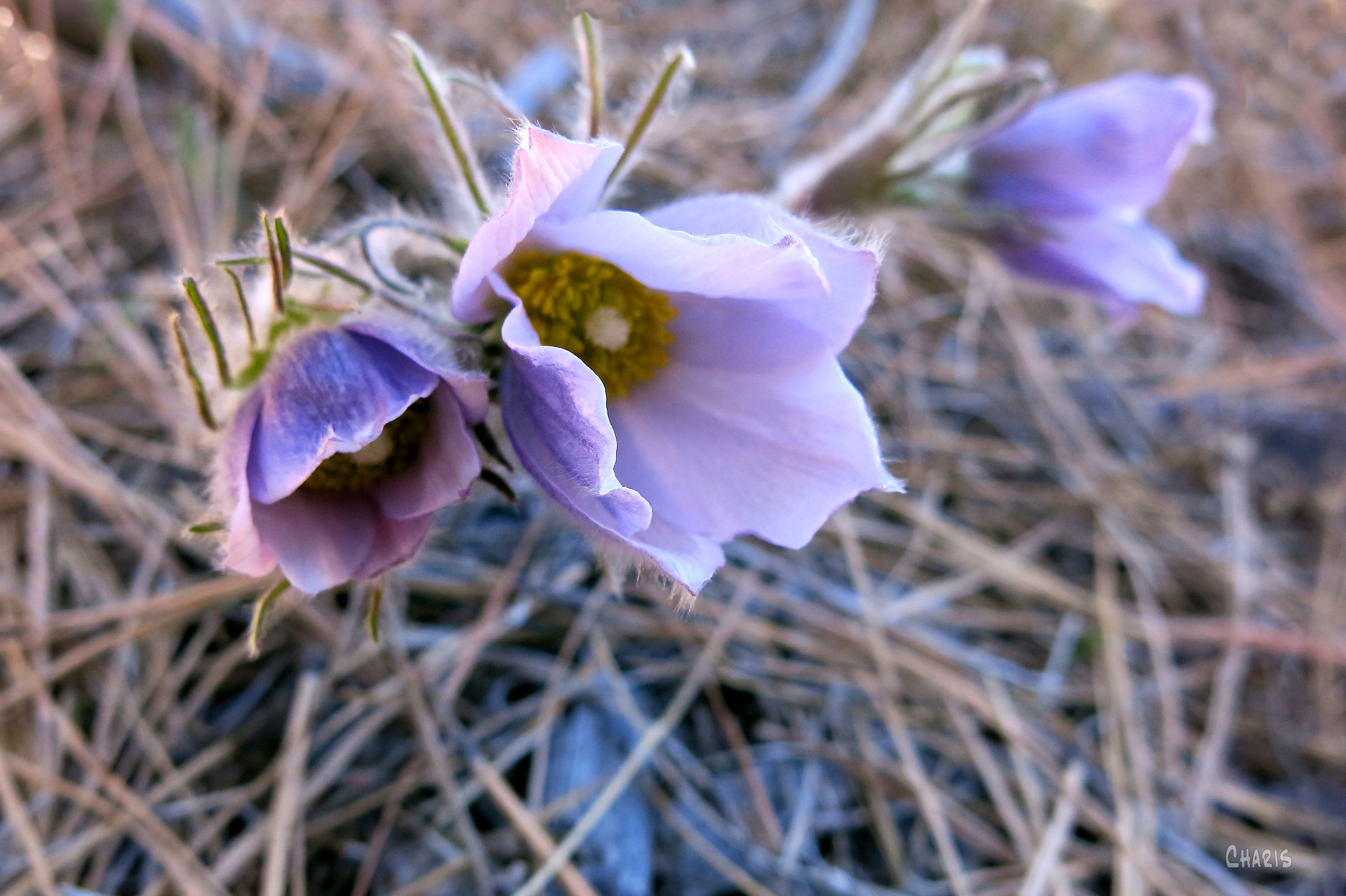 crocus cluster IMG_1015