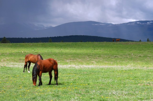 horses Pighin road field rain clouds IMG_1534