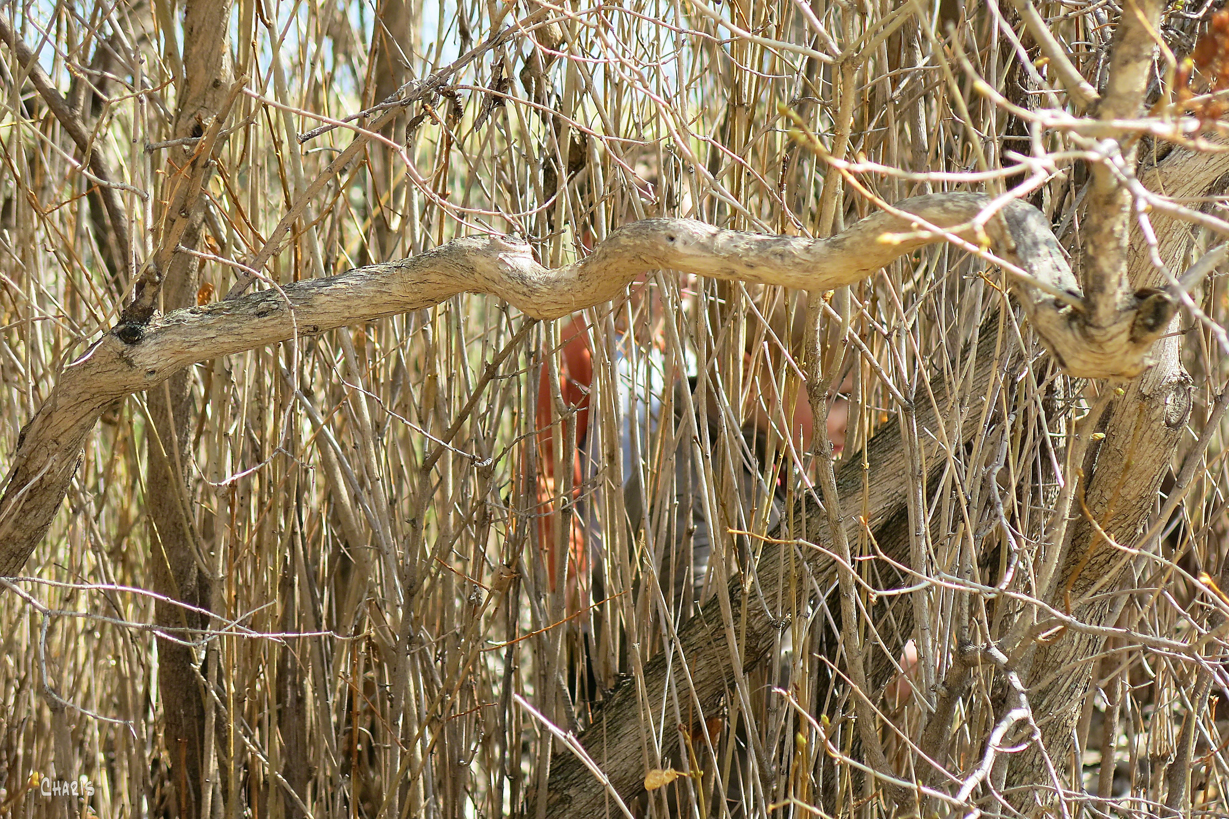 IMG_8323 cousins in the wild ch