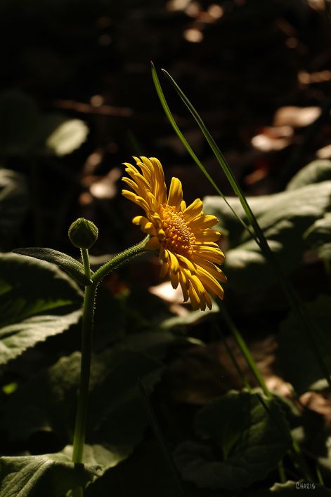 Lion's bane DSC_0021