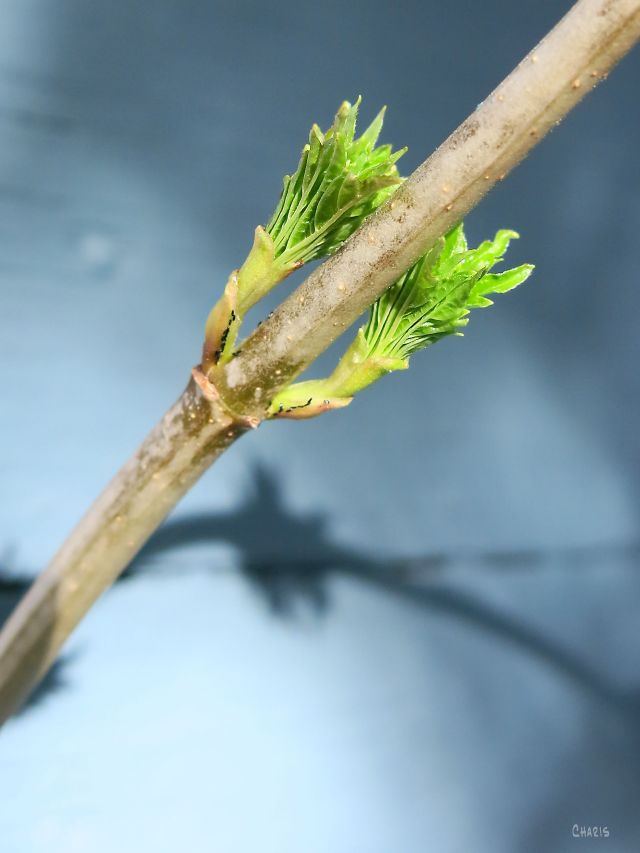 new leaves ch sq 2 IMG_0942