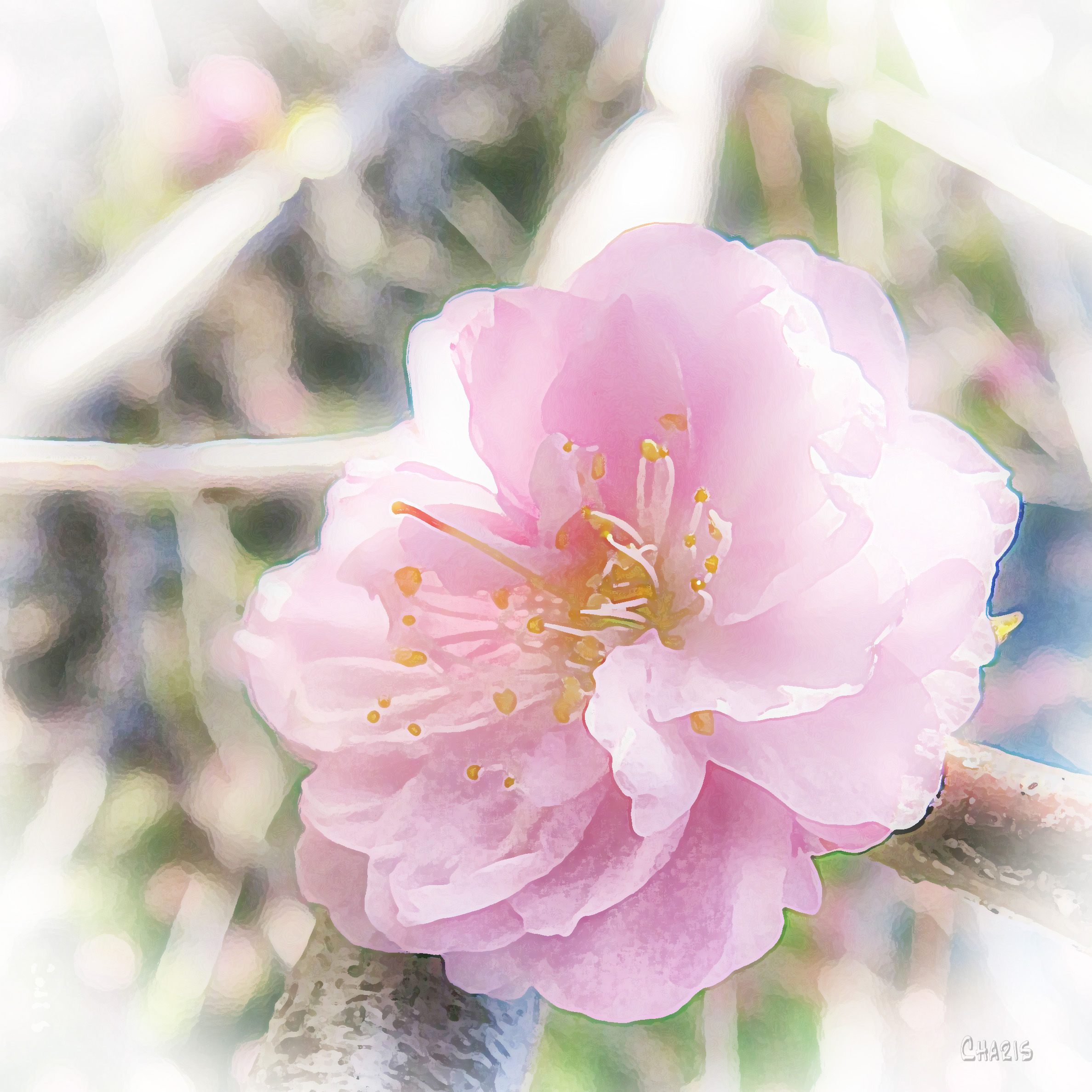 pink blossom db ch IMG_1172