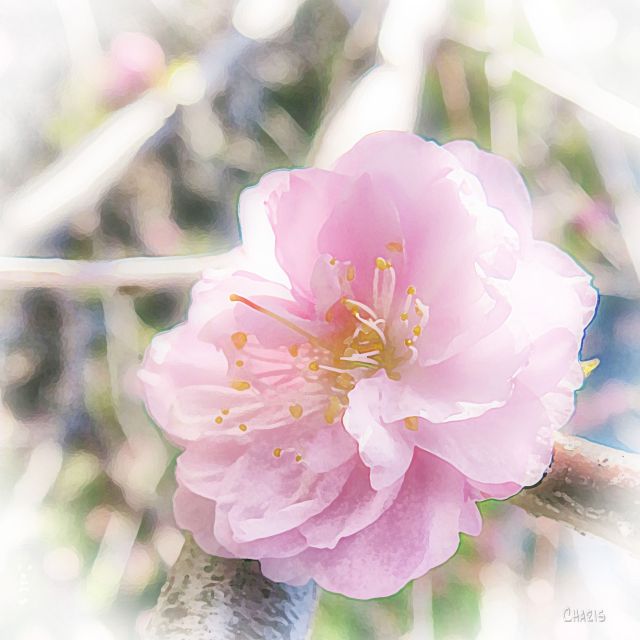 pink blossom db  ch IMG_1172