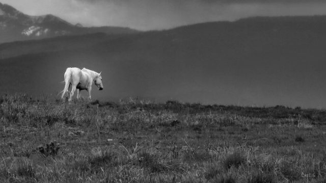white horse ch bw IMG_1554