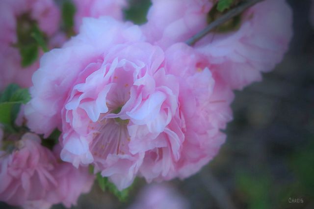 pink flower spring cool ch IMG_1293 light