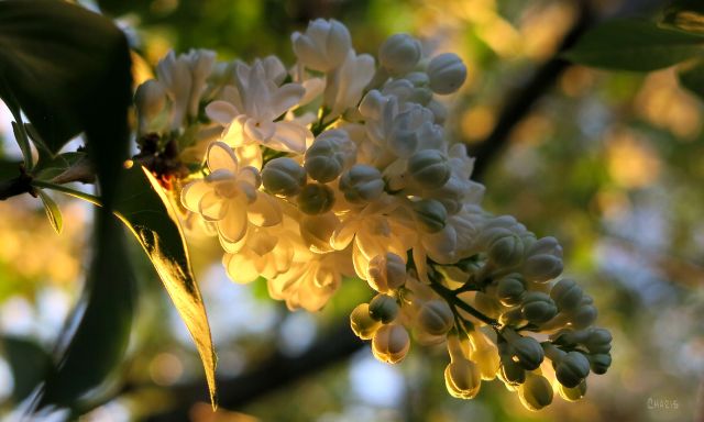 white lilac ch IMG_1770