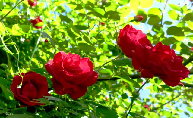 red roses close ch IMG_2282