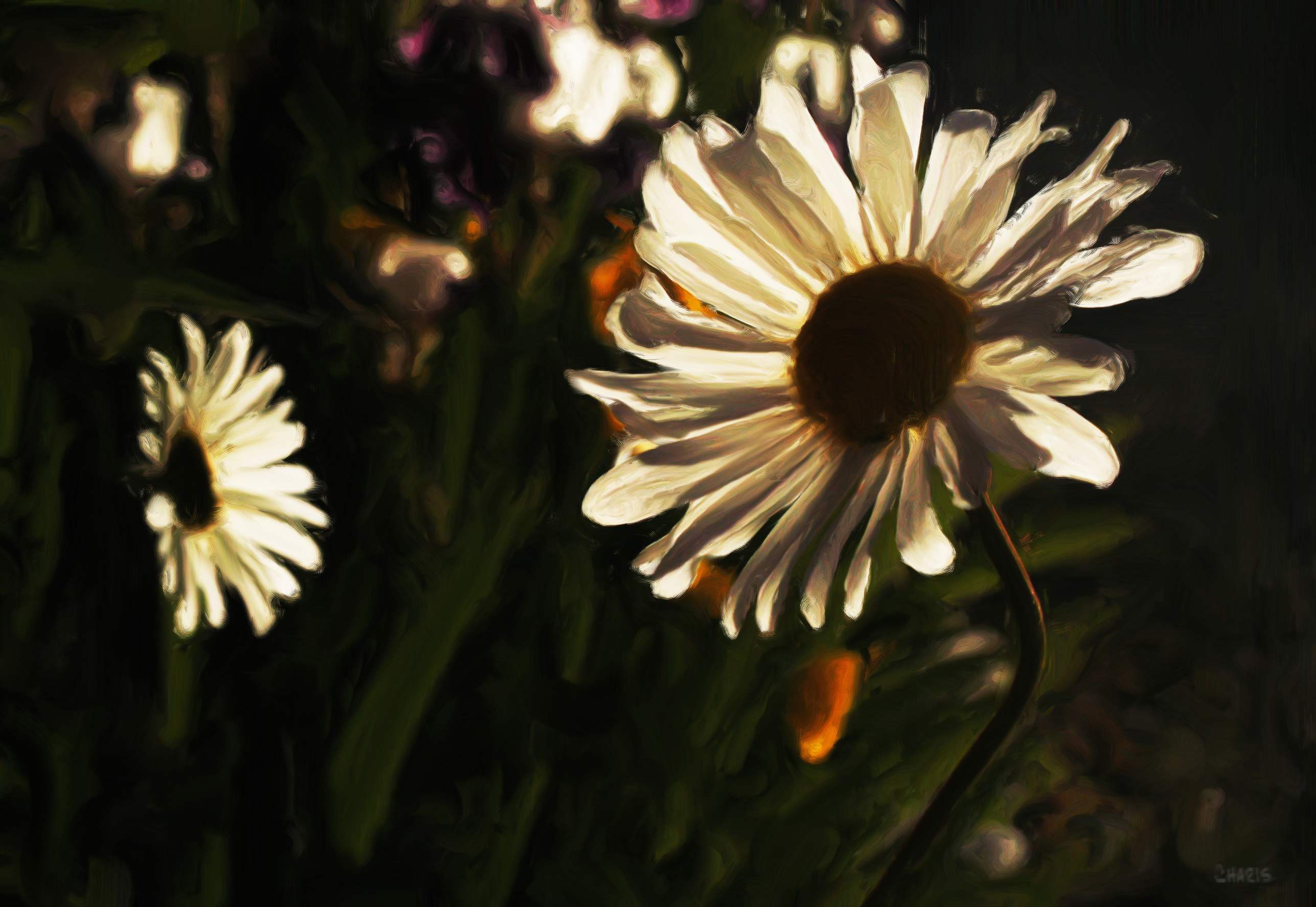 bright dasies ch_bak