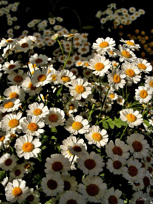 feverfew white yello contrast ch rs DSC_0114