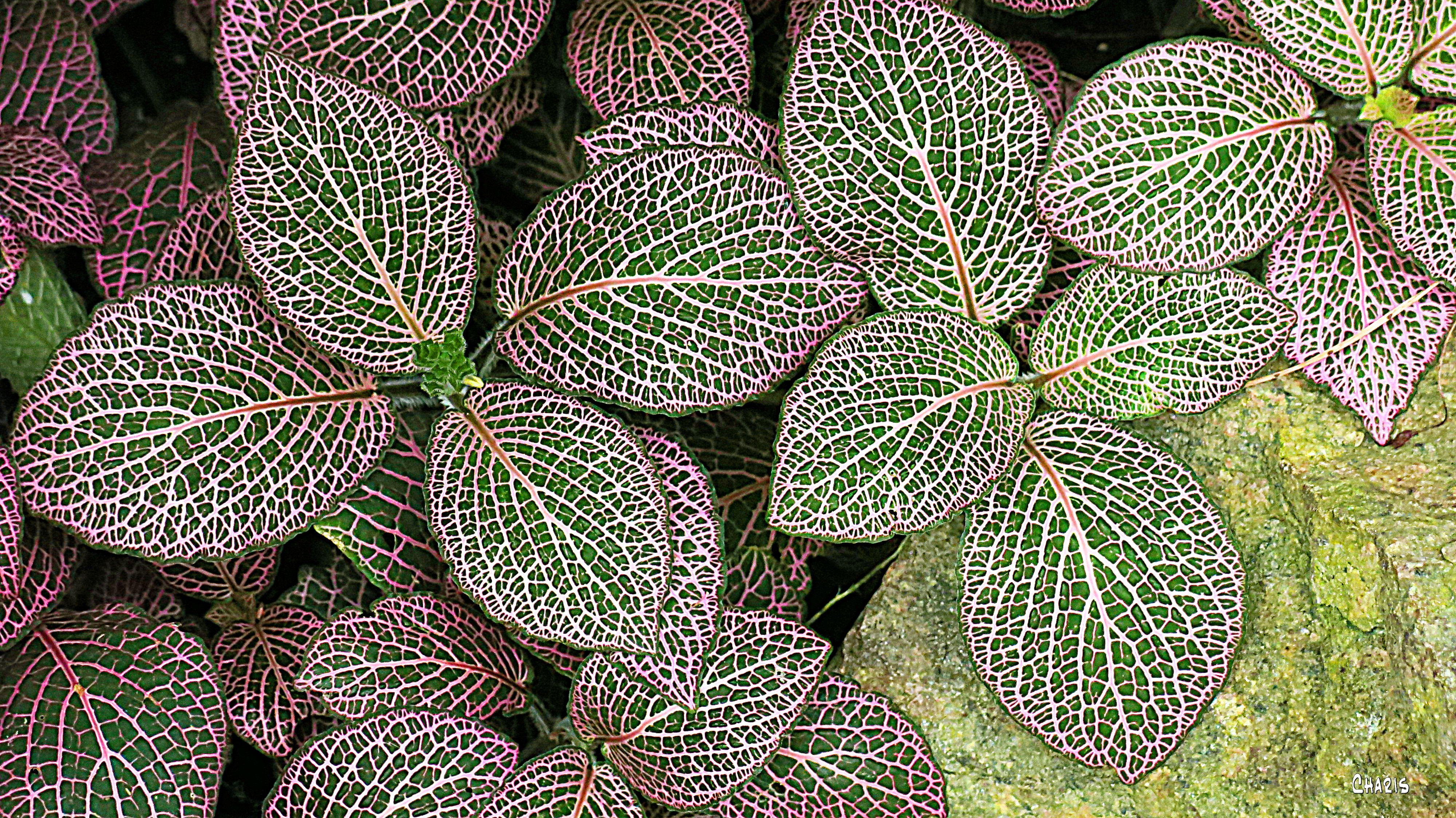 pink leaves detail ch IMG_3407