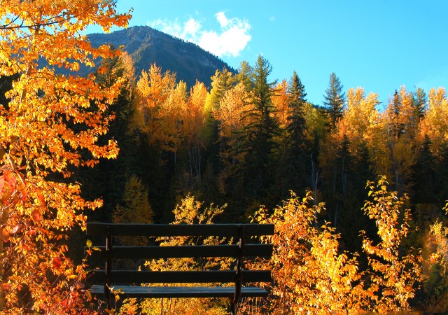 bench autumn fernie DSC_0144.jpg