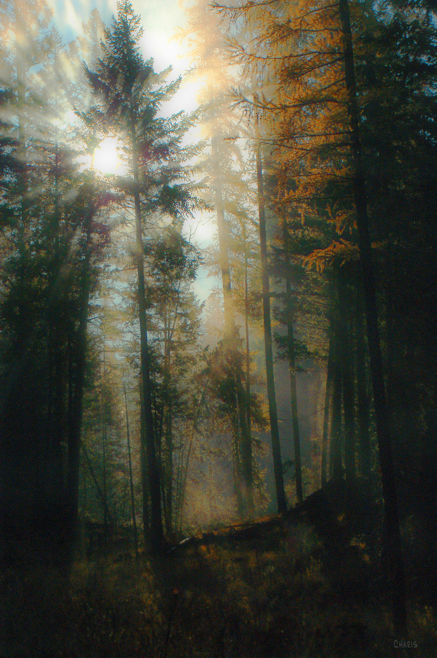 forest backlit ch rs   DSC_0012