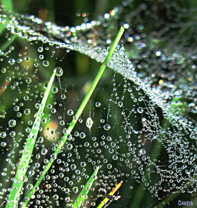 spider-web-dew-crop-ch