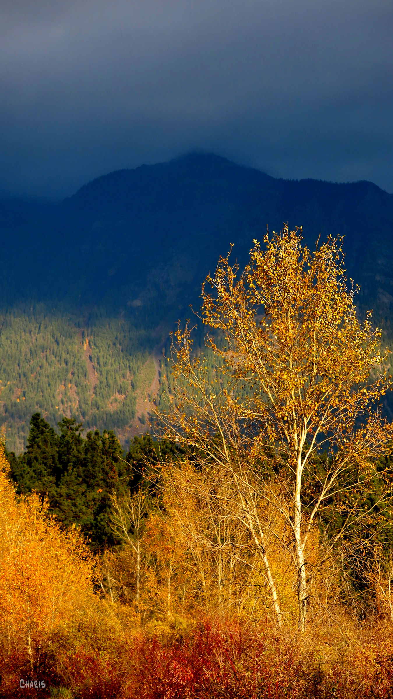 autumn-contrast-tree-mountain-rs-ch-img_4650