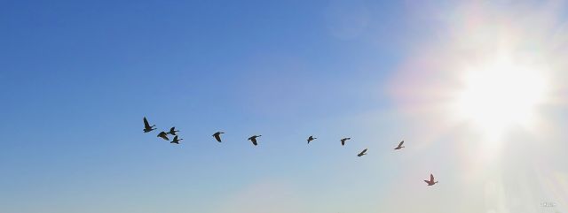img_5679-flying-geese-sun-ch