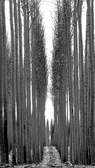 kennewick-trees-vertical-bw-img_1309