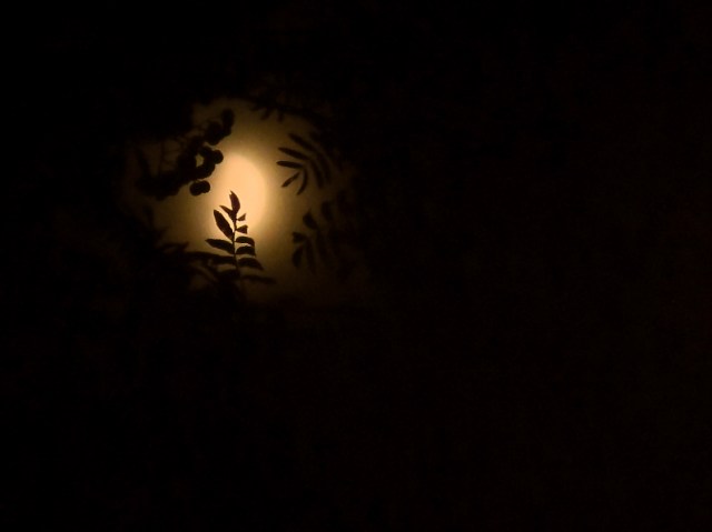 moon-leaves-silhouette-img_4692