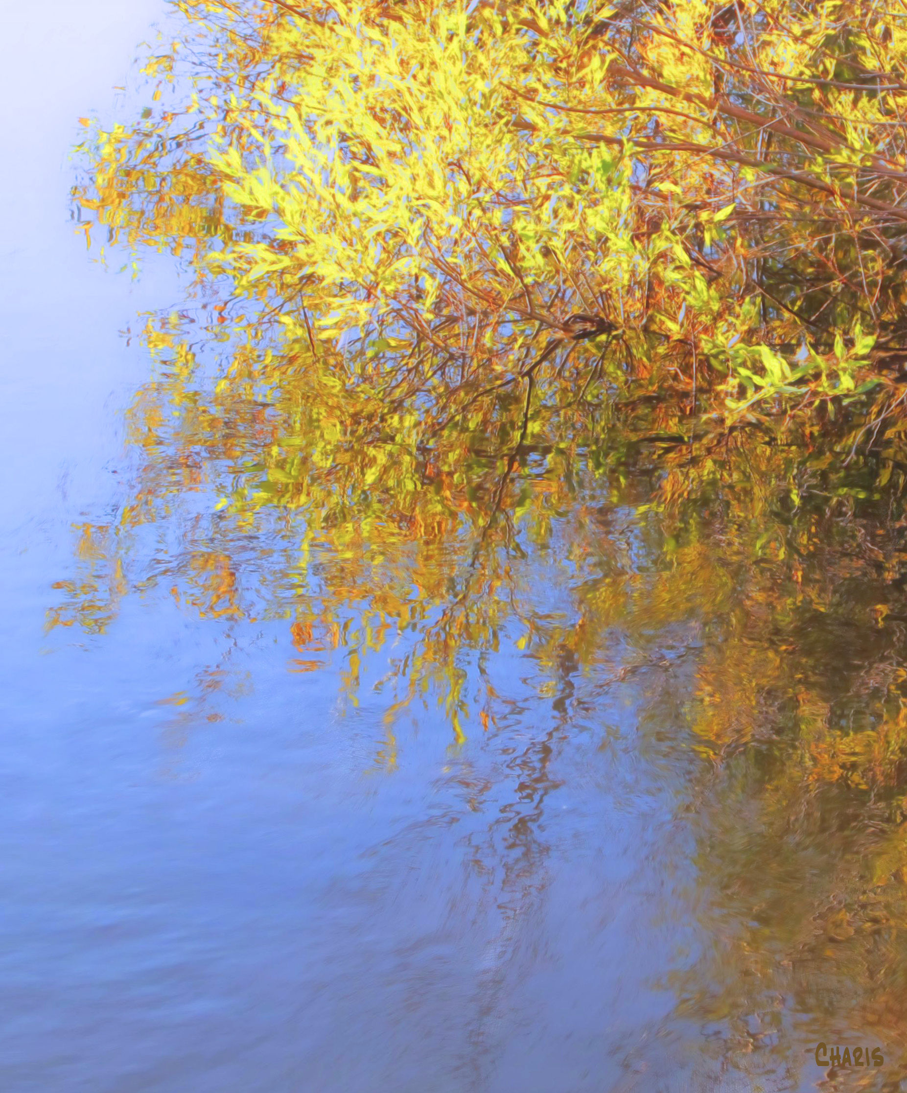 yellow-bush-water-colour-ch
