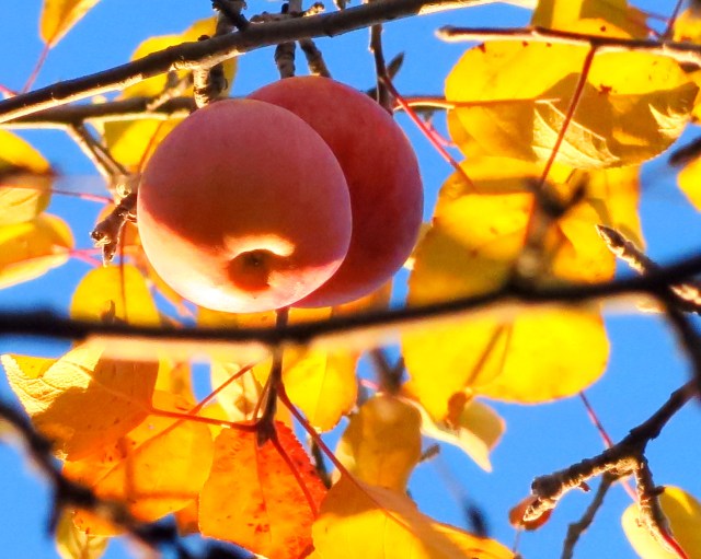 autumn-apples-img_5420