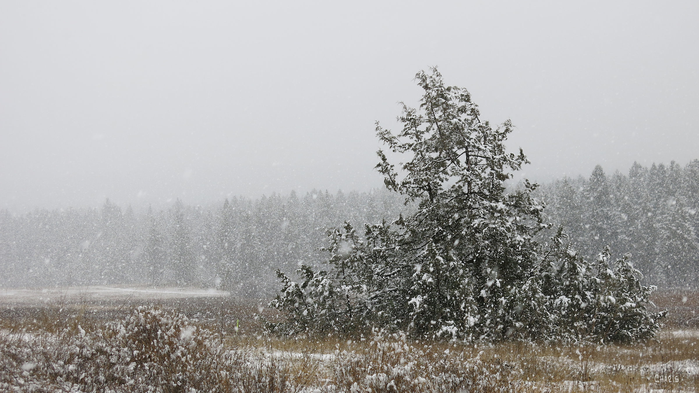 juniper-community-forest-ch-rs-img_5700