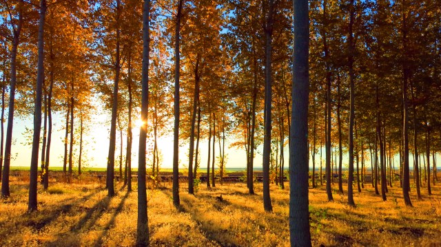 umatilla-trees-backlit-img_4846