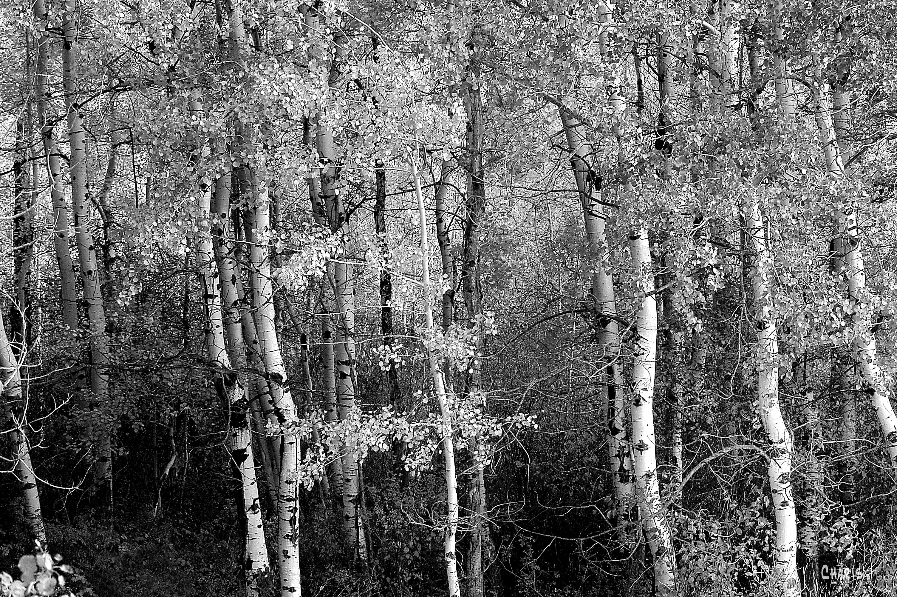 aspens-autumn-bw-dsc_0030