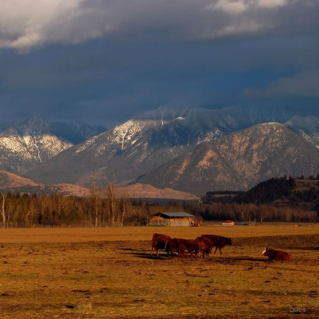 missions-cows-mountains-contrast-st-ch-dsc_0338