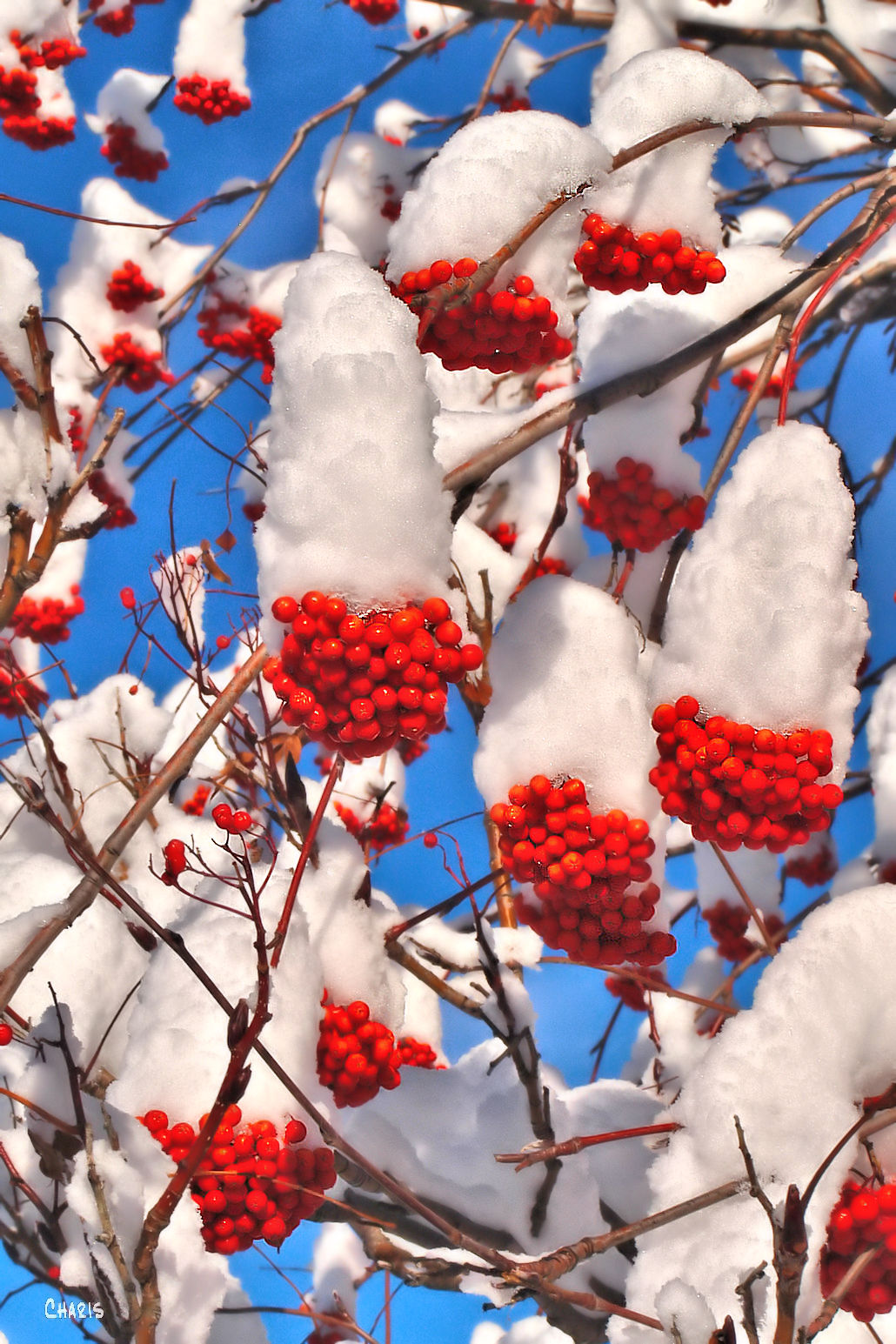 mountain-ash-hats-2-ch-rs-dsc_0360