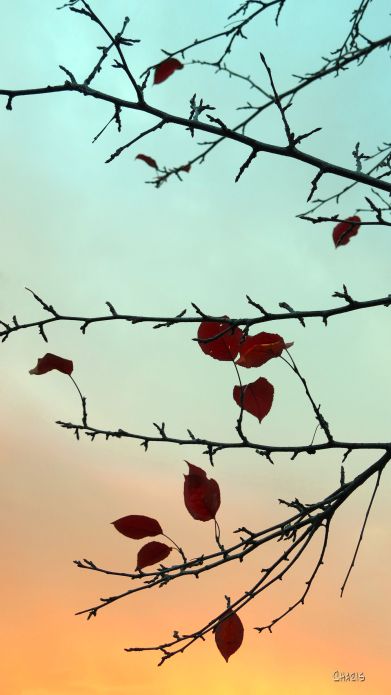 plum-tree-leaves-sunrise-rs-ch-img_4328