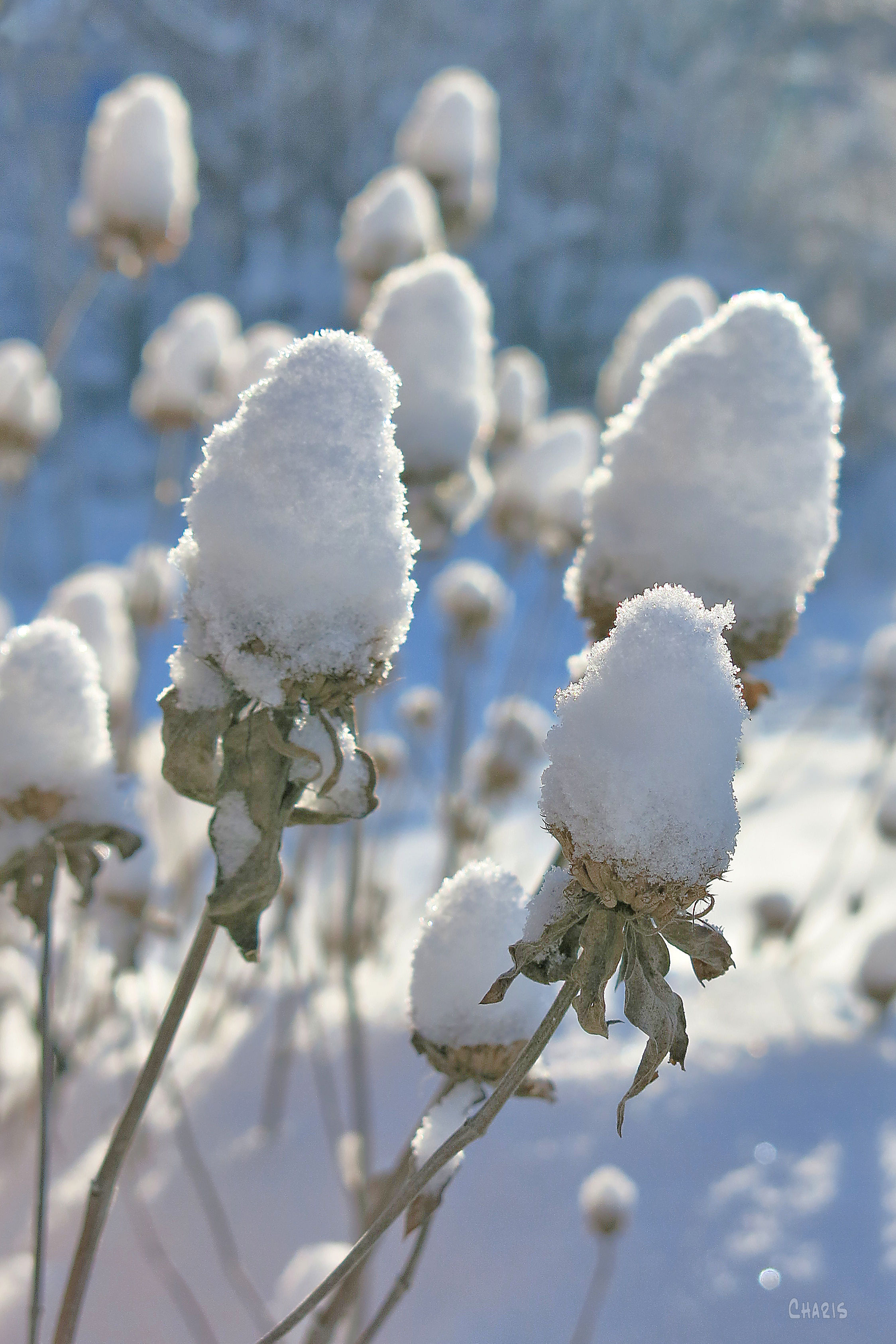 snow-balls-on-weeds-ch-img_5971