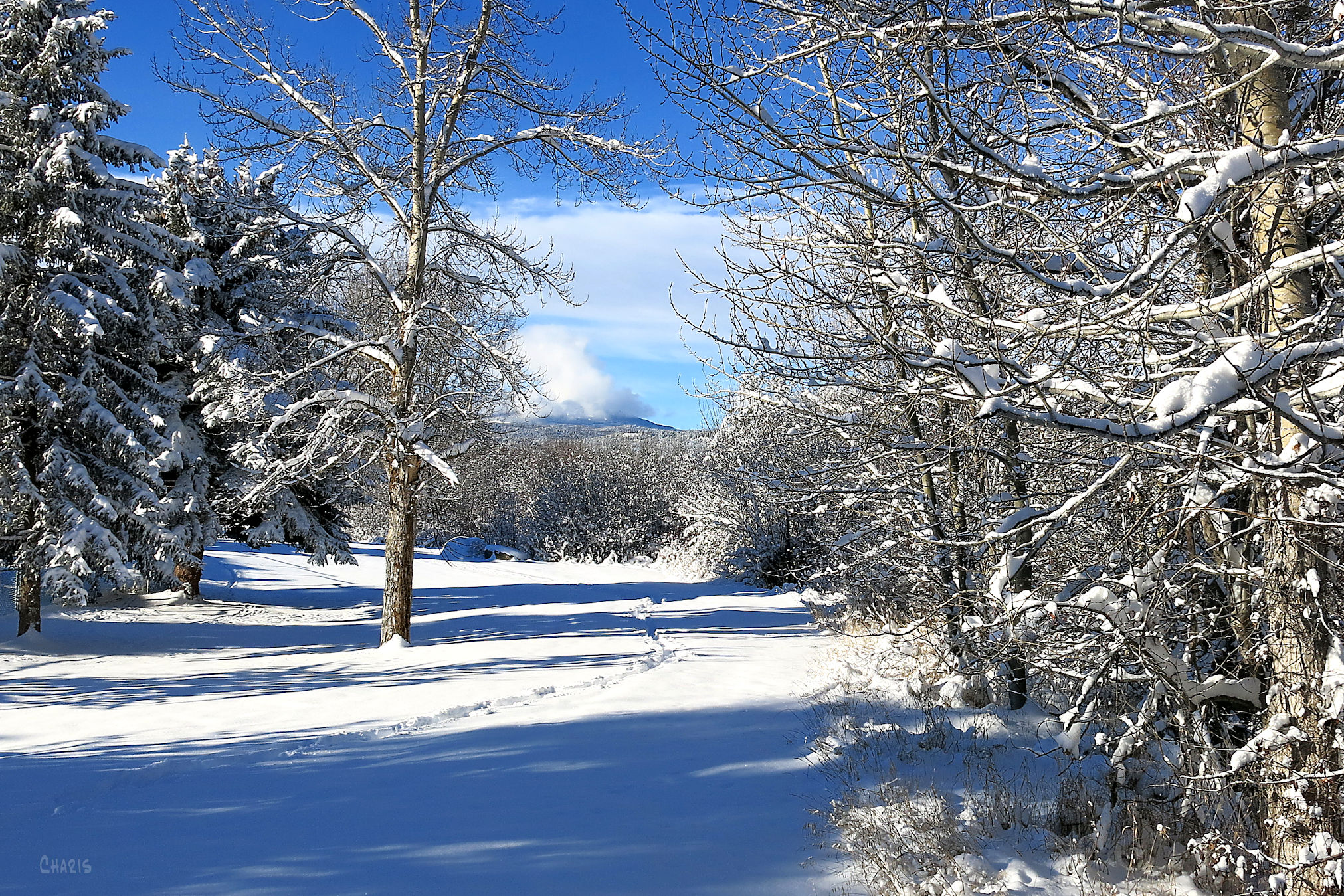 snow-greenbelt-img_5996