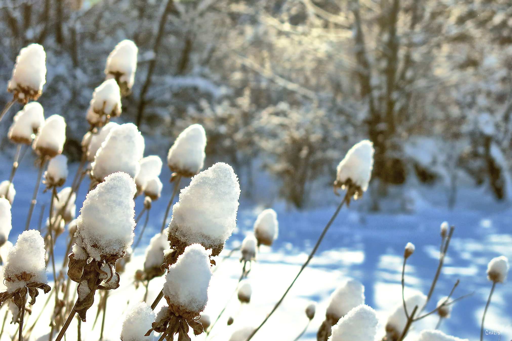 snow-weeds-ch-rs-img_5972