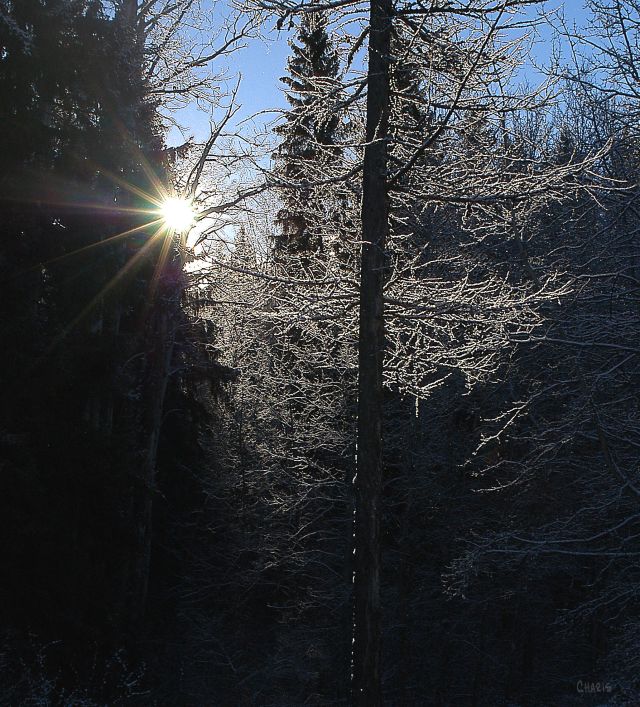 sun-ray-frost-tree-winter-snow-ch-dsc_0386