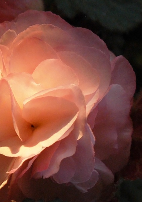 begonia-close-up