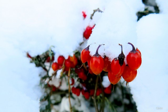 berry-bush-winter-ch-img_6151_edited-1