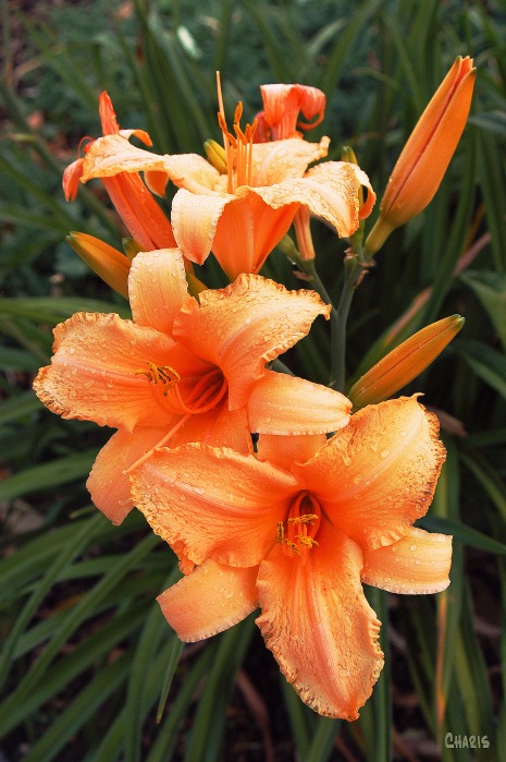 day-lilies-orange-flowers-ch